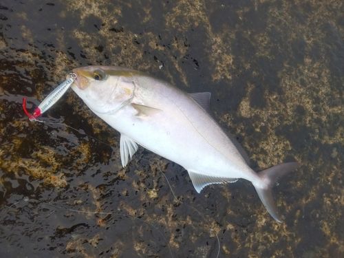 カンパチの釣果