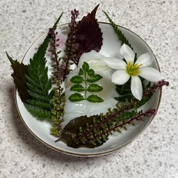 シリヤケイカ