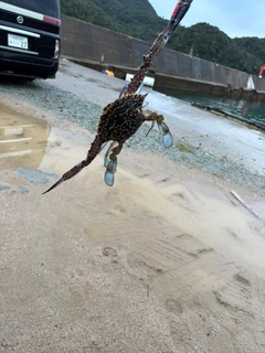 ワタリガニの釣果