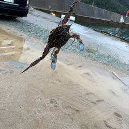 ワタリガニ