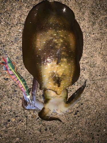 アオリイカの釣果