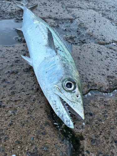 サゴシの釣果