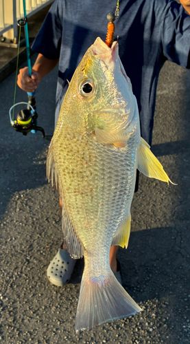 ホシミゾイサキの釣果