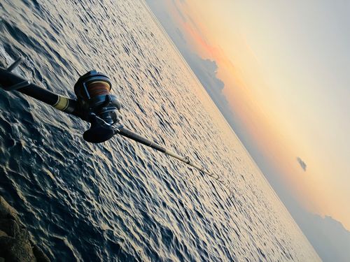 アカハタの釣果