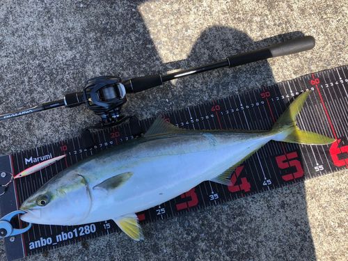 イナダの釣果