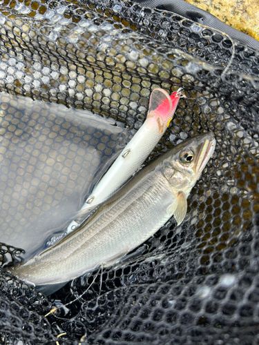 アユの釣果