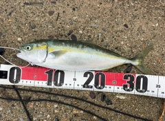 ツバイソの釣果