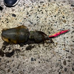 アオリイカ