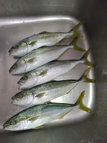 ワカシの釣果