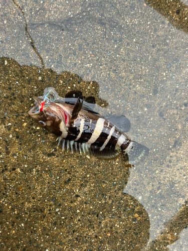 アオハタの釣果