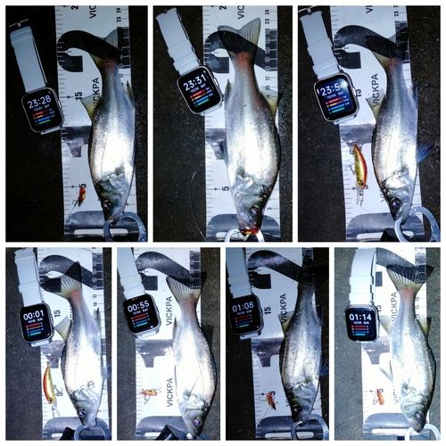 セイゴ（ヒラスズキ）の釣果
