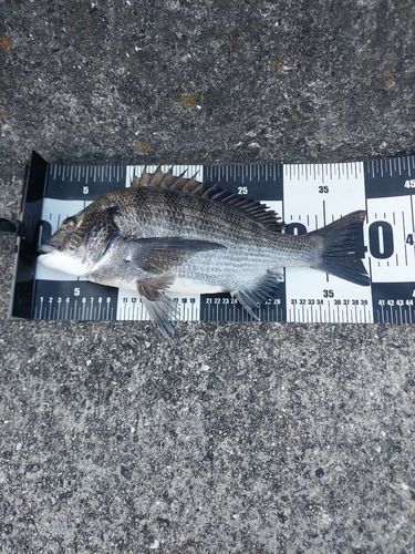 チヌの釣果