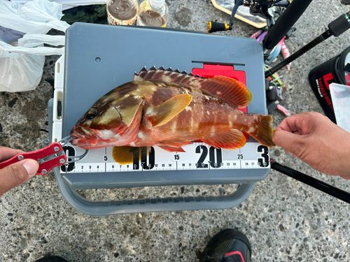 アカハタの釣果