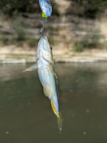 カワムツの釣果