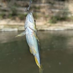 カワムツ