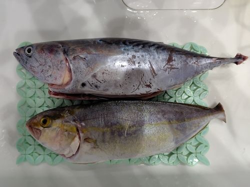 スマガツオの釣果