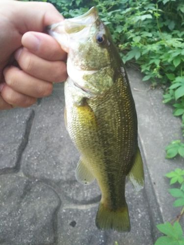 ラージマウスバスの釣果