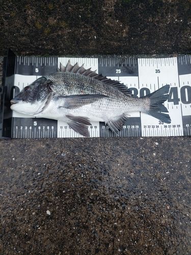 チヌの釣果