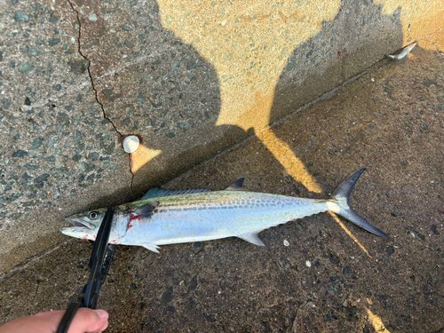 サゴシの釣果