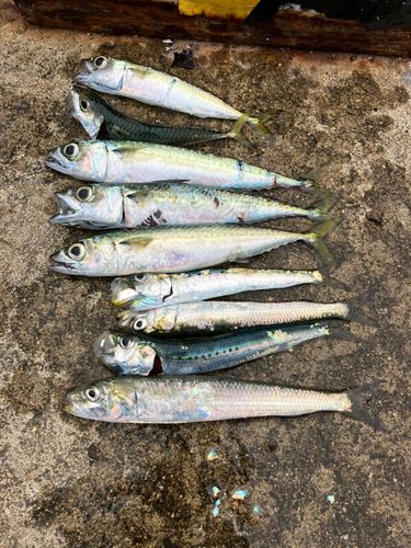 イワシの釣果