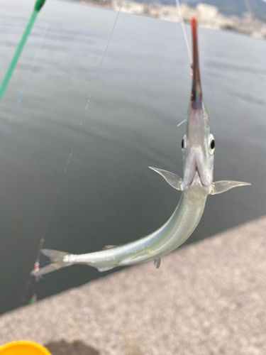 サヨリの釣果