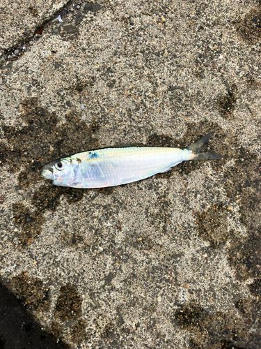 サッパの釣果