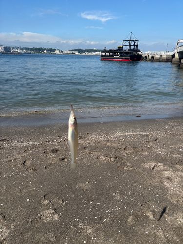 シロギスの釣果