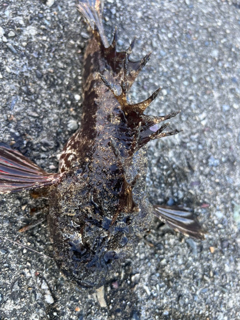 オニオコゼ