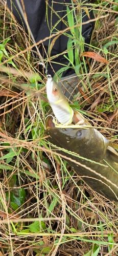 ナマズの釣果