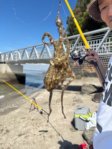 マダコの釣果