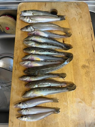 キスの釣果