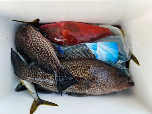 オオモンハタの釣果