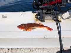 ホウボウの釣果
