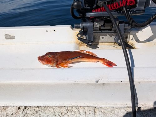 ホウボウの釣果