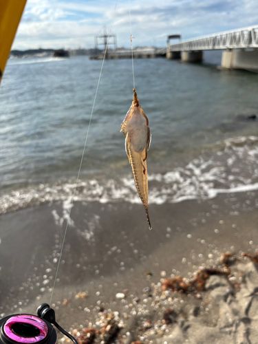 メゴチの釣果