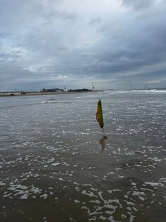 シタビラメの釣果
