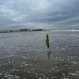 シタビラメ