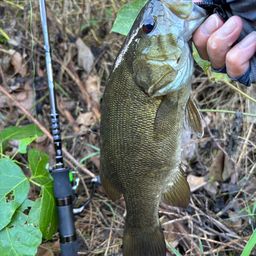 スモールマウスバス