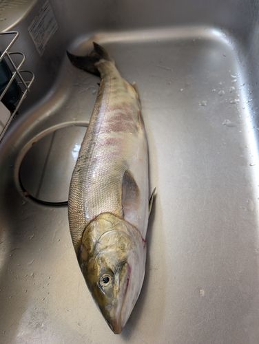 石狩湾