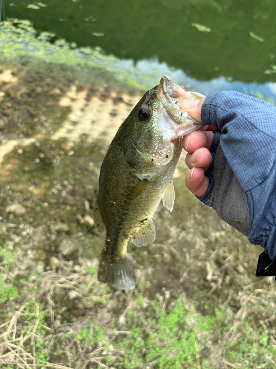 ラージマウスバス