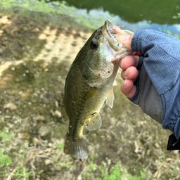 ラージマウスバス