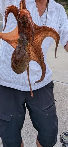 タコの釣果