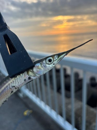 サヨリの釣果
