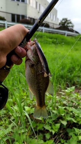 ラージマウスバスの釣果