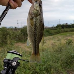 ラージマウスバス