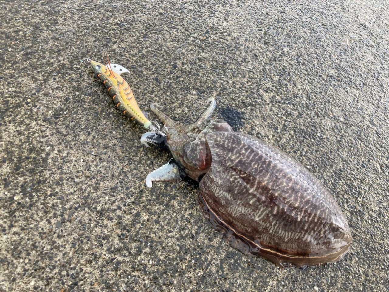 コウイカ