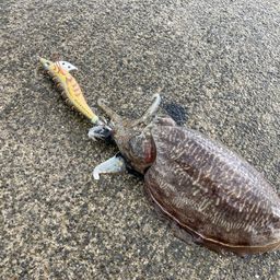 コウイカ