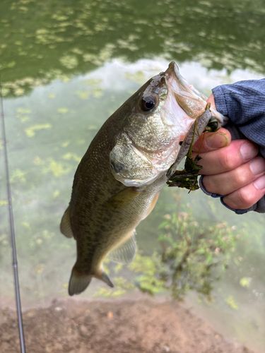 ラージマウスバスの釣果