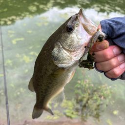 ラージマウスバス