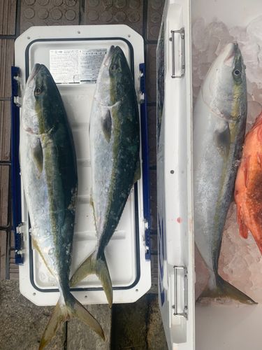 イナダの釣果